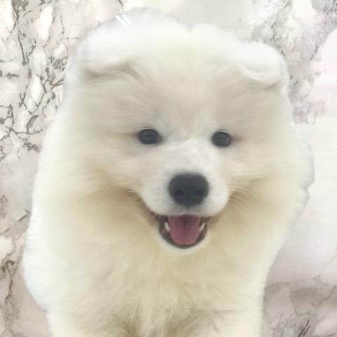 サモエド