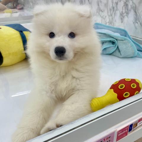 サモエド