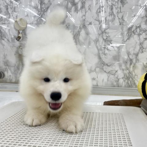 サモエド