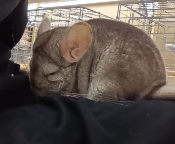 チンチラ