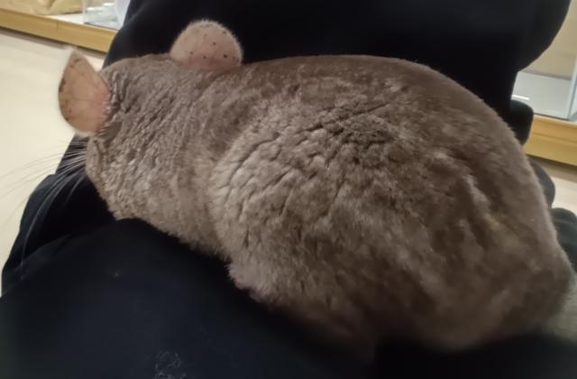 チンチラ