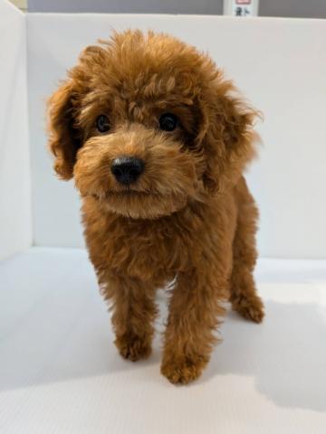 長野県のトイプードル(トイ) (ペットアミ 中野店/2025年6月20日生まれ/男の子/レッド)の子犬