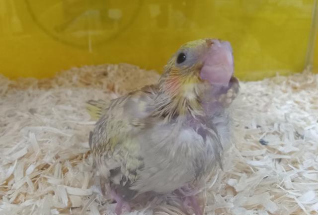 オカメインコ