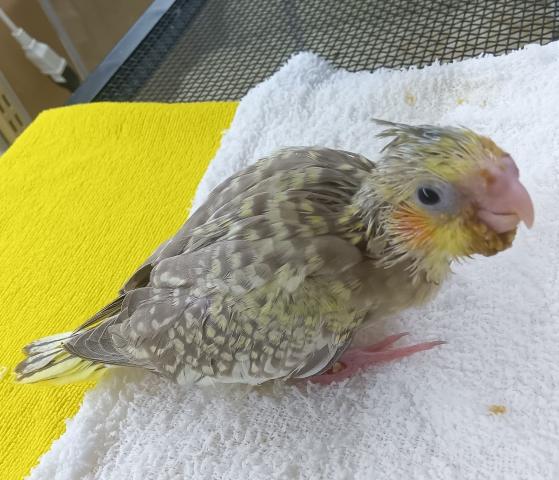 オカメインコ