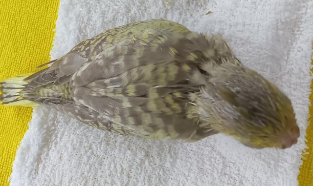 オカメインコ