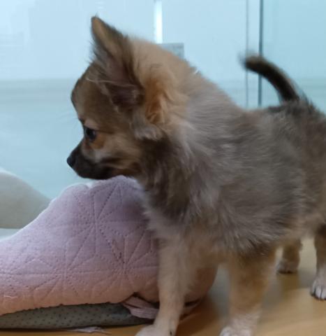 新潟県のハーフ犬・ミックス犬 (ペットアミ 六日町店/2025年6月28日生まれ/男の子/その他（ウルフセーブル風）)の子犬の2枚目の画像