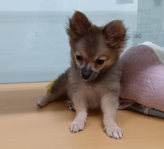 新潟県のハーフ犬・ミックス犬 (ペットアミ 六日町店/2025年6月28日生まれ/男の子/その他（ウルフセーブル風）)の子犬の3枚目の画像