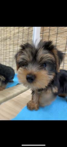 青森県のヨークシャーテリア (ペットアミ 弘前店/2025年7月6日生まれ/男の子/スチールブルー)の子犬の2枚目の画像