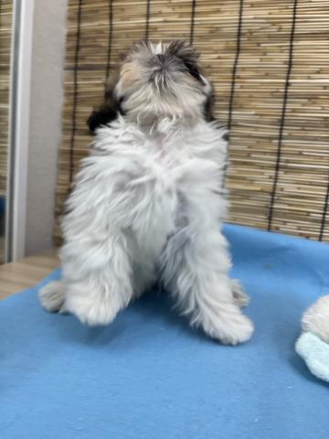 青森県のシーズー (ペットアミ 弘前店/2025年7月5日生まれ/男の子/ゴールド)の子犬の4枚目の画像
