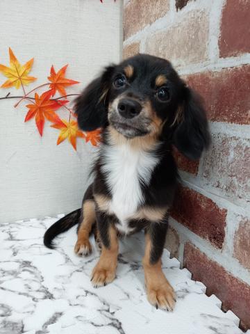秋田県のハーフ犬・ミックス犬 (ペットアミ 能代東インター店/2025年4月11日生まれ/男の子/ブラックタンホワイト)の子犬の1枚目の画像