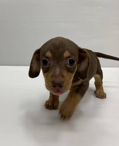 和歌山県のハーフ犬・ミックス犬 (ペットアミ 岩出店/2025年7月19日生まれ/男の子/チョコレートタン)の子犬の1枚目の画像