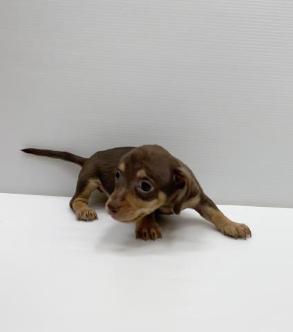 和歌山県のハーフ犬・ミックス犬 (ペットアミ 岩出店/2025年7月19日生まれ/男の子/チョコレートタン)の子犬の2枚目の画像