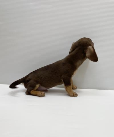 和歌山県のハーフ犬・ミックス犬 (ペットアミ 岩出店/2025年7月19日生まれ/男の子/チョコレートタン)の子犬の3枚目の画像