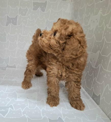 富山県のトイプードル(トイ) (ペットアミ宮野店/2025年6月28日生まれ/男の子/レッド)の子犬の4枚目の画像