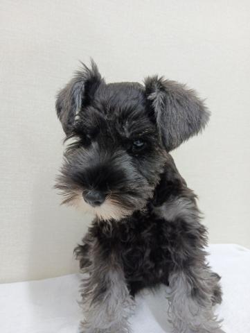 富山県のミニチュアシュナウザー (ペットアミ宮野店/2025年6月21日生まれ/男の子/ソルトペッパー)の子犬の4枚目の画像