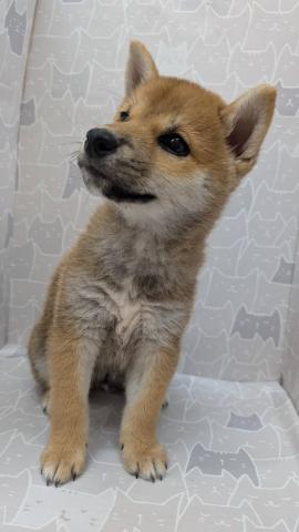 富山県の柴犬(標準サイズ) (ペットアミ宮野店/2025年7月13日生まれ/男の子/赤)の子犬の1枚目の画像