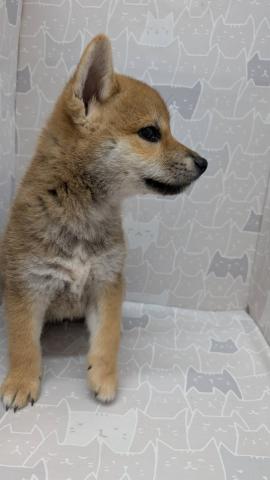 富山県の柴犬(標準サイズ) (ペットアミ宮野店/2025年7月13日生まれ/男の子/赤)の子犬の2枚目の画像