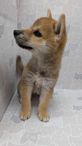 富山県の柴犬(標準サイズ) (ペットアミ宮野店/2025年7月13日生まれ/男の子/赤)の子犬の3枚目の画像