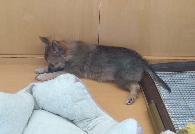 新潟県のハーフ犬・ミックス犬 (ペットアミ 六日町店/2025年6月28日生まれ/男の子/その他（ウルフセーブル風）)の子犬の4枚目の画像