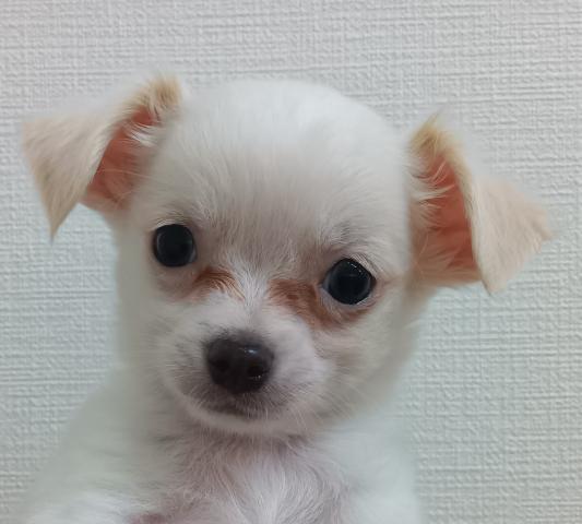 新潟県のチワワ(ロング) (ペットアミ 六日町店/2025年7月7日生まれ/男の子/クリームホワイト)の子犬の1枚目の画像