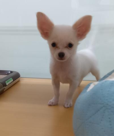 新潟県のチワワ(ロング) (ペットアミ 六日町店/2025年7月7日生まれ/男の子/クリームホワイト)の子犬の2枚目の画像