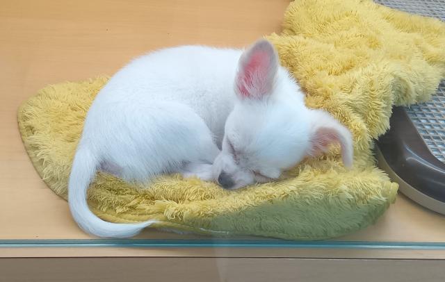 新潟県のチワワ(ロング) (ペットアミ 六日町店/2025年7月7日生まれ/男の子/クリームホワイト)の子犬の4枚目の画像