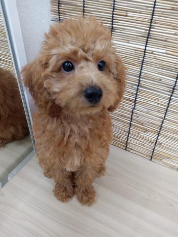 青森県のトイプードル(トイ) (ペットアミ 弘前店/2025年6月7日生まれ/男の子/レッド)の子犬の1枚目の画像