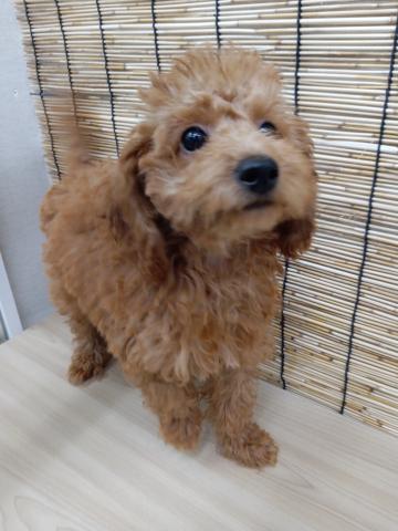 青森県のトイプードル(トイ) (ペットアミ 弘前店/2025年6月7日生まれ/男の子/レッド)の子犬の2枚目の画像