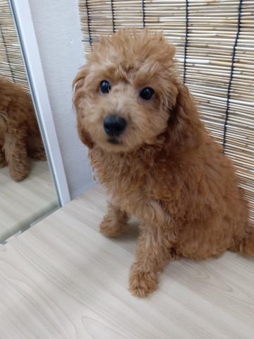 青森県のトイプードル(トイ) (ペットアミ 弘前店/2025年6月7日生まれ/男の子/レッド)の子犬の3枚目の画像
