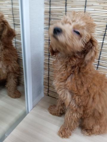 青森県のトイプードル(トイ) (ペットアミ 弘前店/2025年6月7日生まれ/男の子/レッド)の子犬の4枚目の画像
