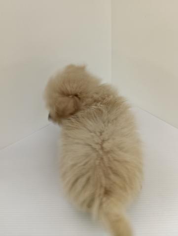 新潟県のポメプー(ポメラニアン×プードル) (ペットアミ 新発田店/2025年7月26日生まれ/男の子/その他色)の子犬の2枚目の画像
