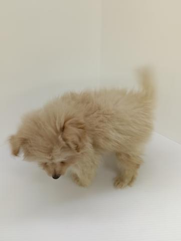 新潟県のポメプー(ポメラニアン×プードル) (ペットアミ 新発田店/2025年7月26日生まれ/男の子/その他色)の子犬の4枚目の画像