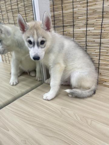 シベリアンハスキー