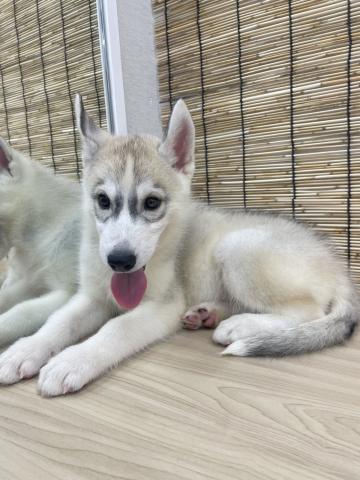 シベリアンハスキー