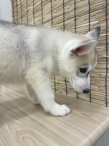 シベリアンハスキー