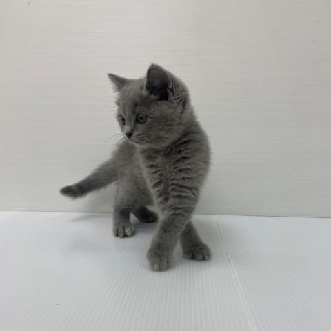 新潟県のスコティッシュフォールド (ペットアミ 新発田店/2025年7月23日生まれ/女の子/ブルーホワイト)の子猫の4枚目の画像