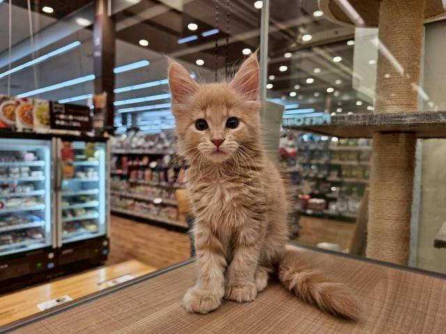 埼玉県のメインクーン (ペッツワン 川島店/2025年7月5日生まれ/女の子/クリームタビー)の子猫の1枚目の画像