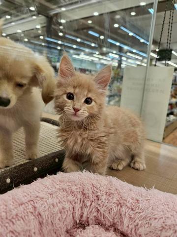 埼玉県のメインクーン (ペッツワン 川島店/2025年7月5日生まれ/女の子/クリームタビー)の子猫の3枚目の画像