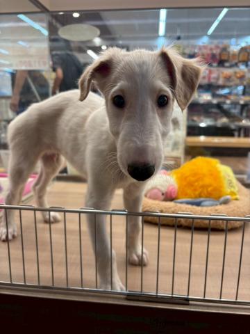 埼玉県のボルゾイ (ペッツワン 川島店/2025年7月14日生まれ/男の子/ホワイトレッド)の子犬の1枚目の画像