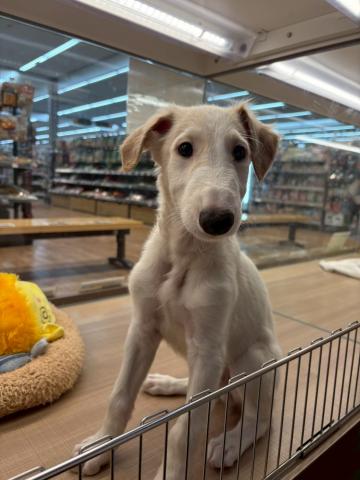 埼玉県のボルゾイ (ペッツワン 川島店/2025年7月14日生まれ/男の子/ホワイトレッド)の子犬の2枚目の画像