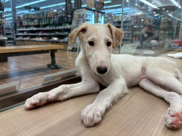 埼玉県のボルゾイ (ペッツワン 川島店/2025年7月14日生まれ/男の子/ホワイトレッド)の子犬の3枚目の画像