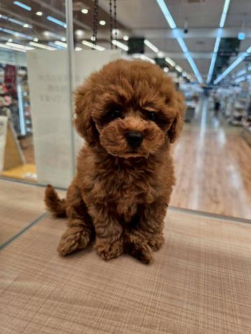 埼玉県のトイプードル(トイ) (ペッツワン 川島店/2025年7月11日生まれ/男の子/レッド)の子犬の1枚目の画像