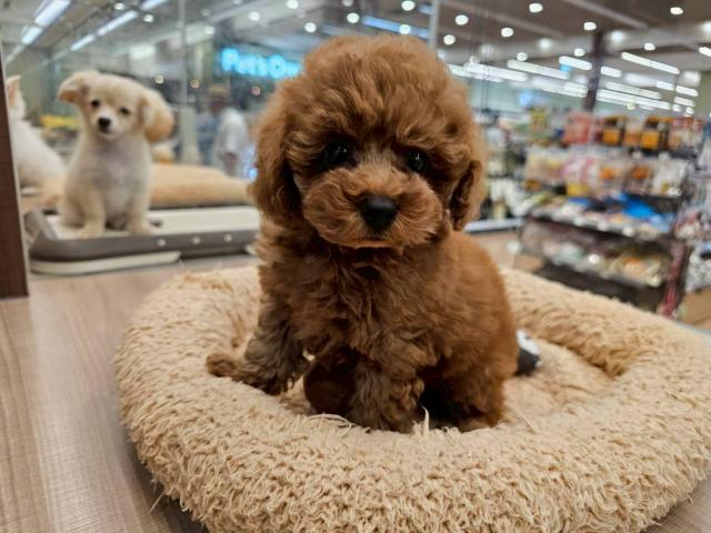 埼玉県のトイプードル(トイ) (ペッツワン 川島店/2025年7月11日生まれ/男の子/レッド)の子犬の2枚目の画像