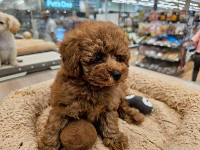 埼玉県のトイプードル(トイ) (ペッツワン 川島店/2025年7月11日生まれ/男の子/レッド)の子犬の3枚目の画像