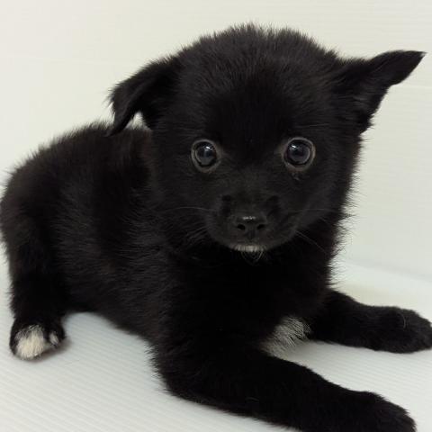 秋田県のハーフ犬・ミックス犬 (ペットアミ 大曲店/2025年6月28日生まれ/女の子/その他色)の子犬の1枚目の画像