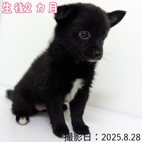 秋田県のハーフ犬・ミックス犬 (ペットアミ 大曲店/2025年6月28日生まれ/女の子/その他色)の子犬の2枚目の画像