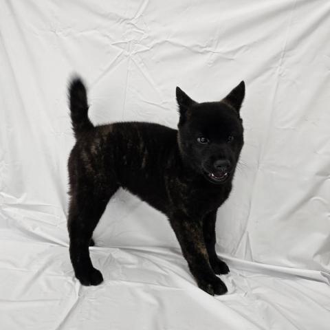 大阪府の甲斐犬 (ビバペッツ 和泉中央店/2025年6月29日生まれ/男の子/中虎毛)の子犬の3枚目の画像