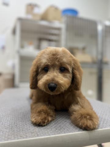 新潟県のトイプードル(トイ) (ペットアミ 小千谷店/2025年6月8日生まれ/男の子/レッド)の子犬の2枚目の画像
