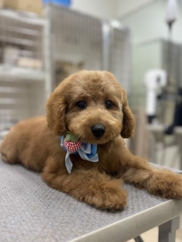 新潟県のトイプードル(トイ) (ペットアミ 小千谷店/2025年6月8日生まれ/男の子/レッド)の子犬の4枚目の画像