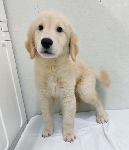 富山県のゴールデンレトリバー (ペットアミ宮野店/2025年6月21日生まれ/男の子/ゴールデン)の子犬の3枚目の画像